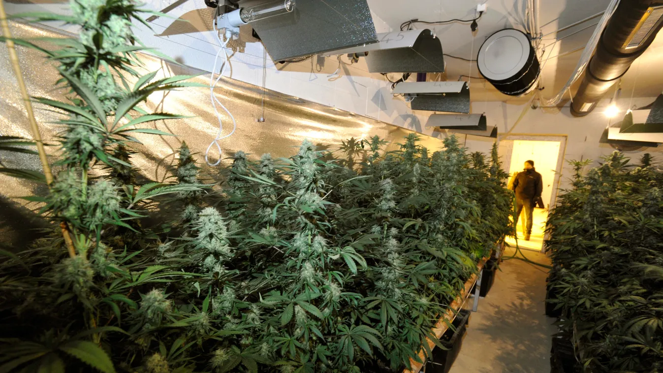 Elképesztő: ezzel magyarázta a termesztő a pincéjében talált marihuánaerdőt - videó!