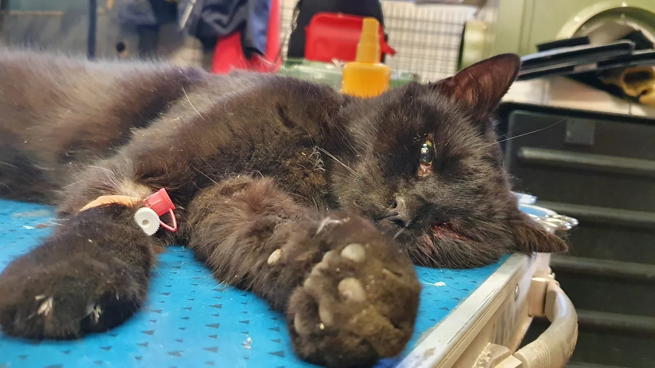 Motortérbe szorult a hálátlan gazdi cicája – sokkoló fotó