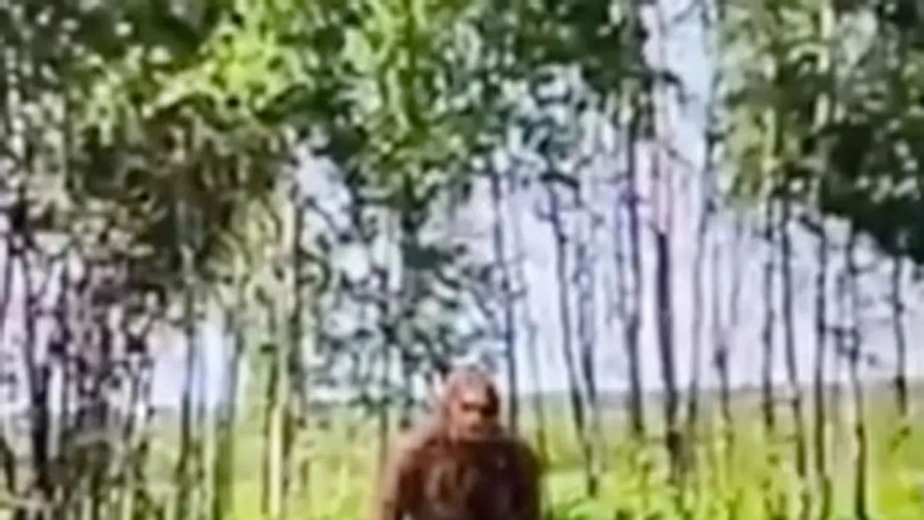 Hihetetlen: megtalálták a rejtélyes Bigfootot a Google térképen - itt tudod megnézni