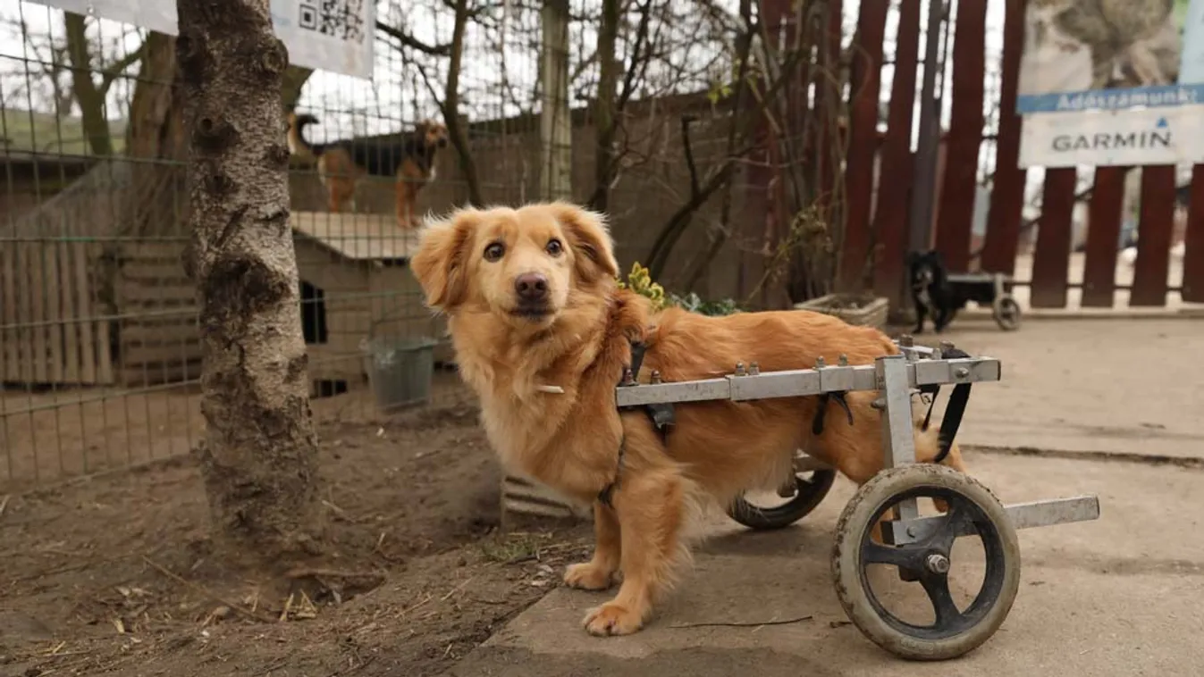 Itt mondhatod el, mit gondolsz az állatvédelemről!