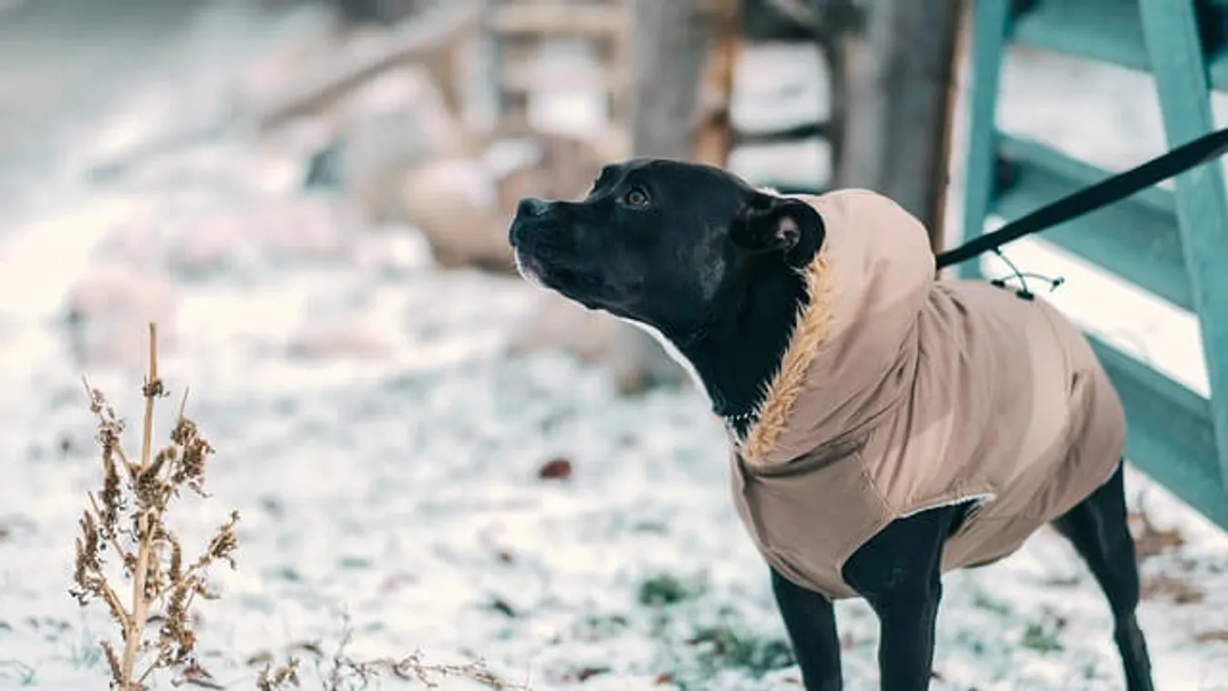 Sokkoló videó: kutyájával együtt akarták agyonlőni a magyar férfit – Videó