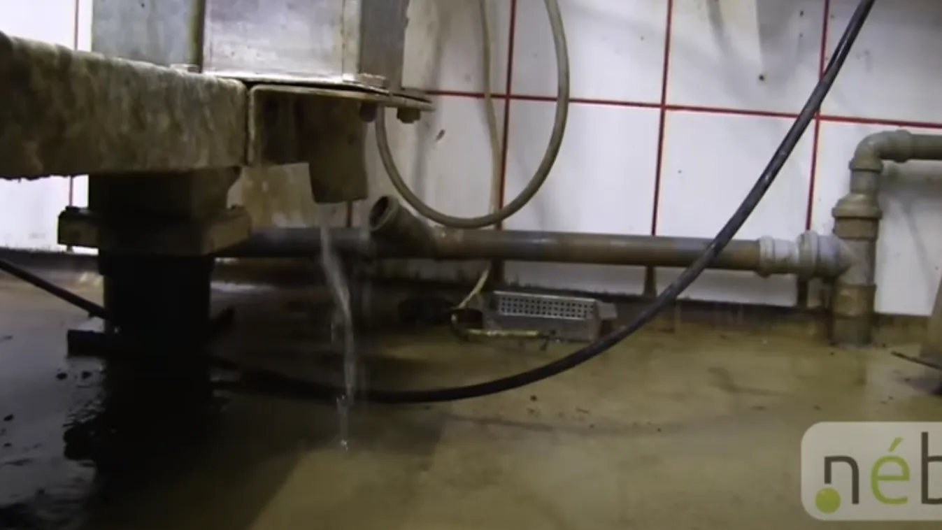 Gyomorforgató állapotok a vágóhídon: azonnal bezáratta a Nébih - videó