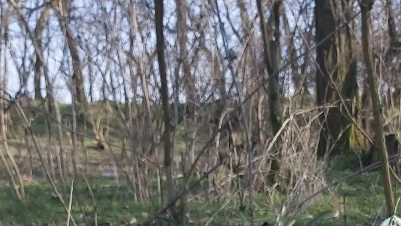 Itt a bizonyíték, hogy tényleg megérkezett a tavasz! - Fotók