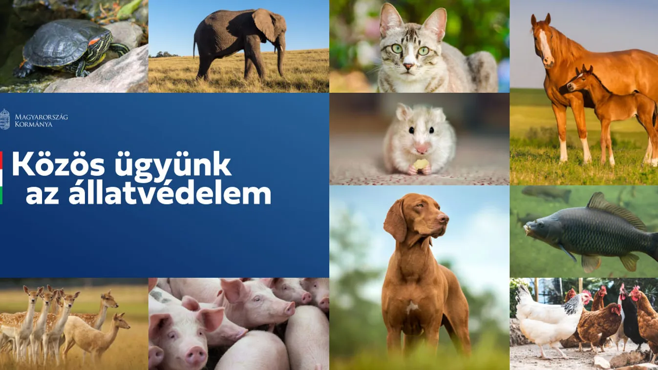 Hihetetlen, hányan töltötték ki az állatvédelmi konzultációs kérdőívet