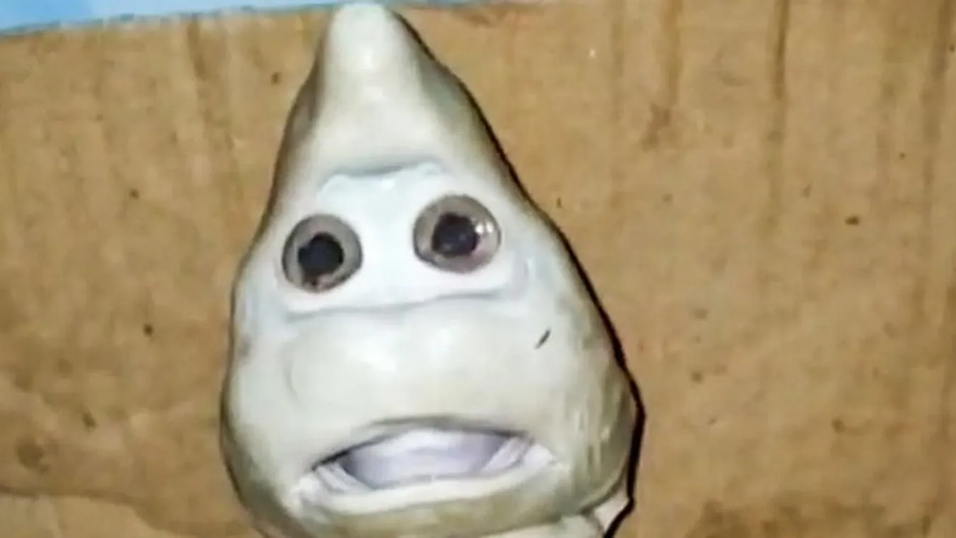 Nem akart hinni a szemének: elképesztő szörnyet fogott ki egy horgász - fotó