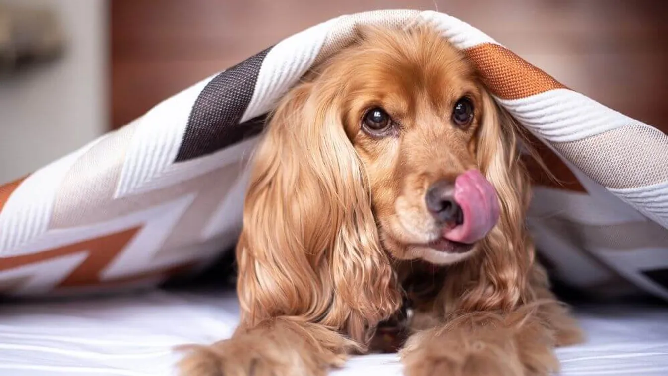 Őrület, ez a kutya kiszagolja a Covid-pozitív fertőzötteket!