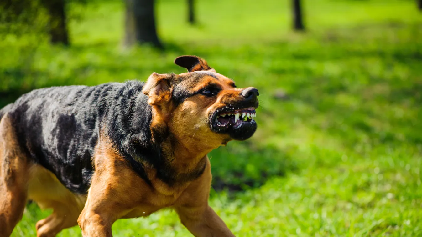 Súlyos támadás: összeharapdálta a 80 éves nénit a kerítésen kiszökött kutya