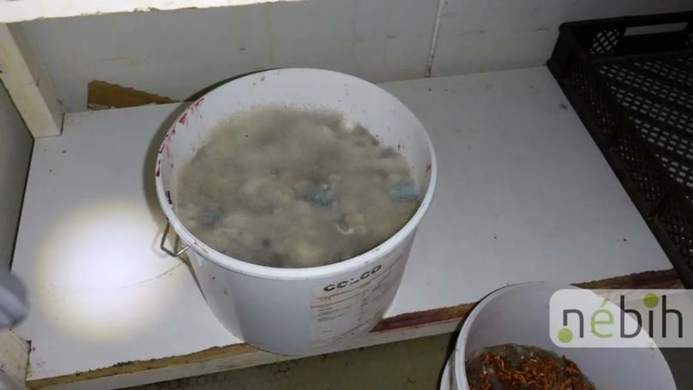 Gyomorforgató: penészes almatöltelék egy Pest megyei sütőüzemben - Fotó