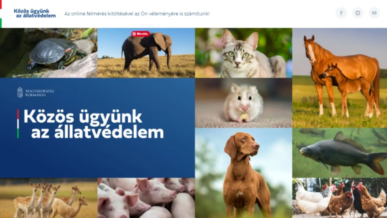 Elképesztő egyetértés: itt vannak az állatvédelmi konzultáció eredményei