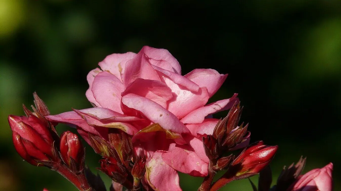 Jön a tavasz, így keltsd életre a leandert