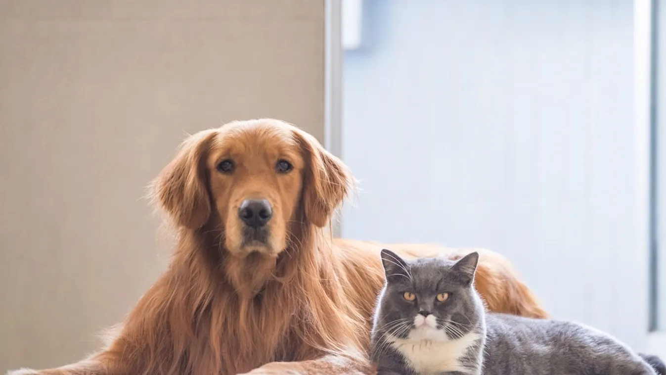 Szívelégtelenséget okozhat a háziállatoknál a koronavírus