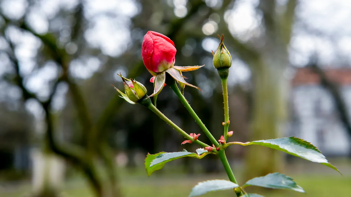 Csalóka időjárás: alaposan megtréfálhat minket a szeszélyes tavasz