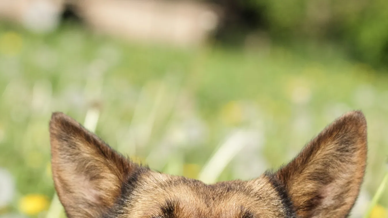 „A hátából is kiharaptak egy darabot” - a család kutyái törtek a 3 éves Sanyika életére