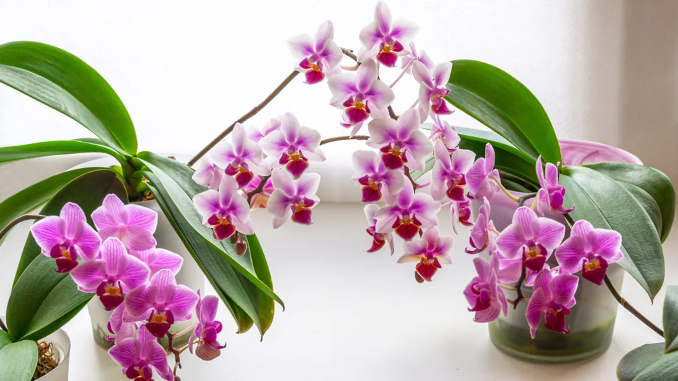 Ez hihetetlen, ettől az egyszerű szertől gyönyörű lesz az orchideád