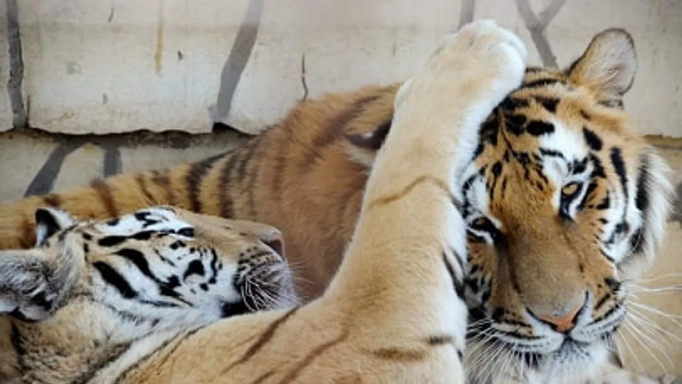 Megható, gyerekek mentették meg a Gyöngyösi Állatkertet