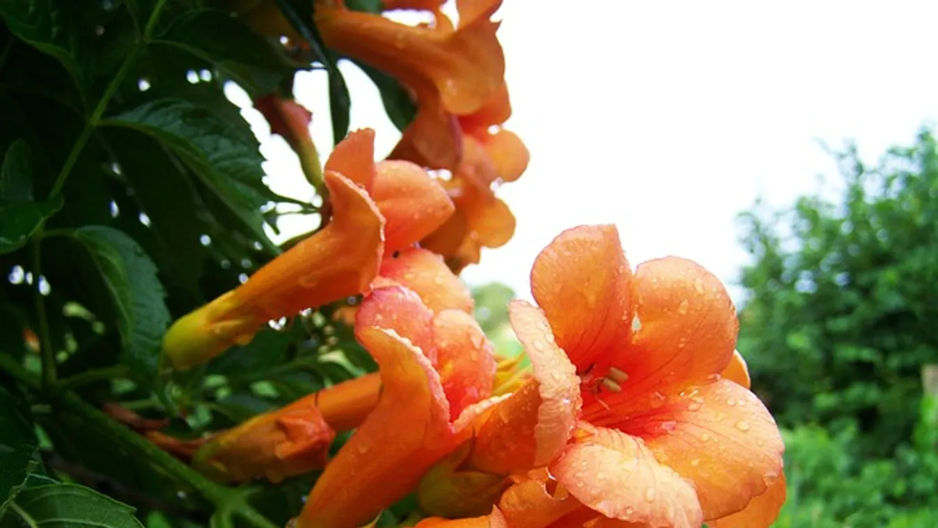 Kerted gyilkosa lehet ez a gyönyörű növény, jól gondold át, ültetsz-e ilyet