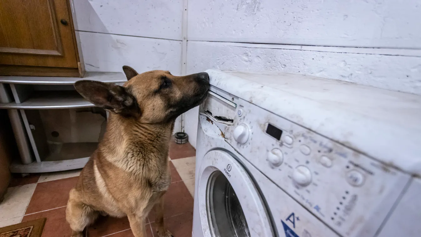 A román rendőrkutyák ki tudják szimatolni a koronavírust!