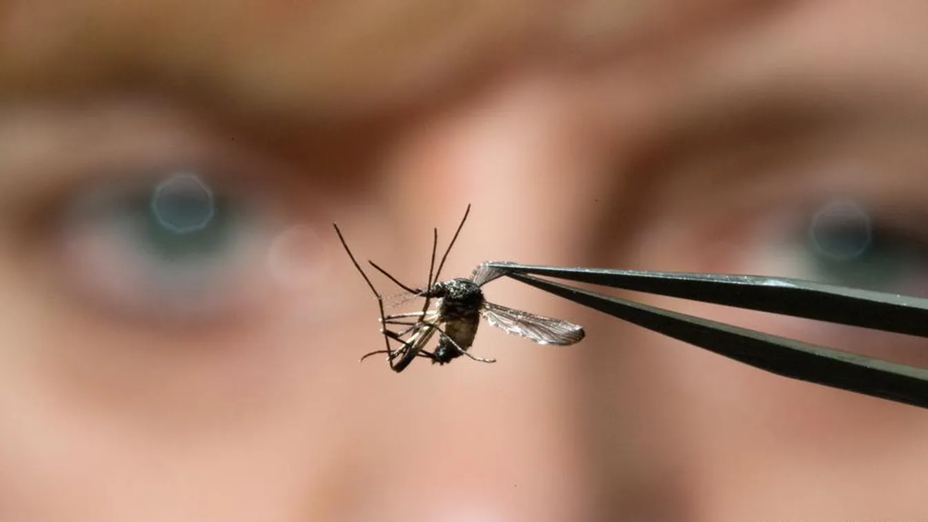 Bill Gates új trükkje: Genetikailag módosított szúnyogokat engednek szabadon a tudósok