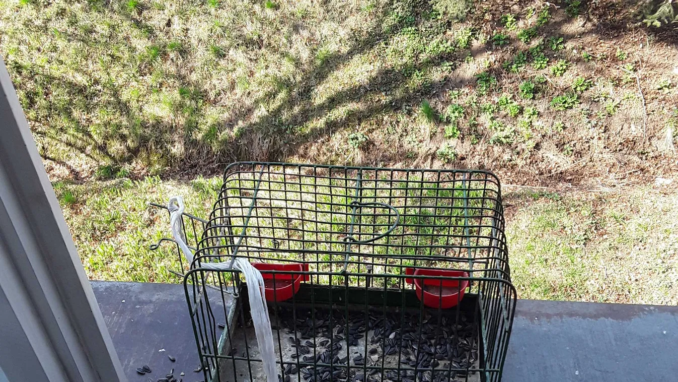 Szörnyű kegyetlenség: énekesmadarakat ejtett túszul Gyula - Fotók