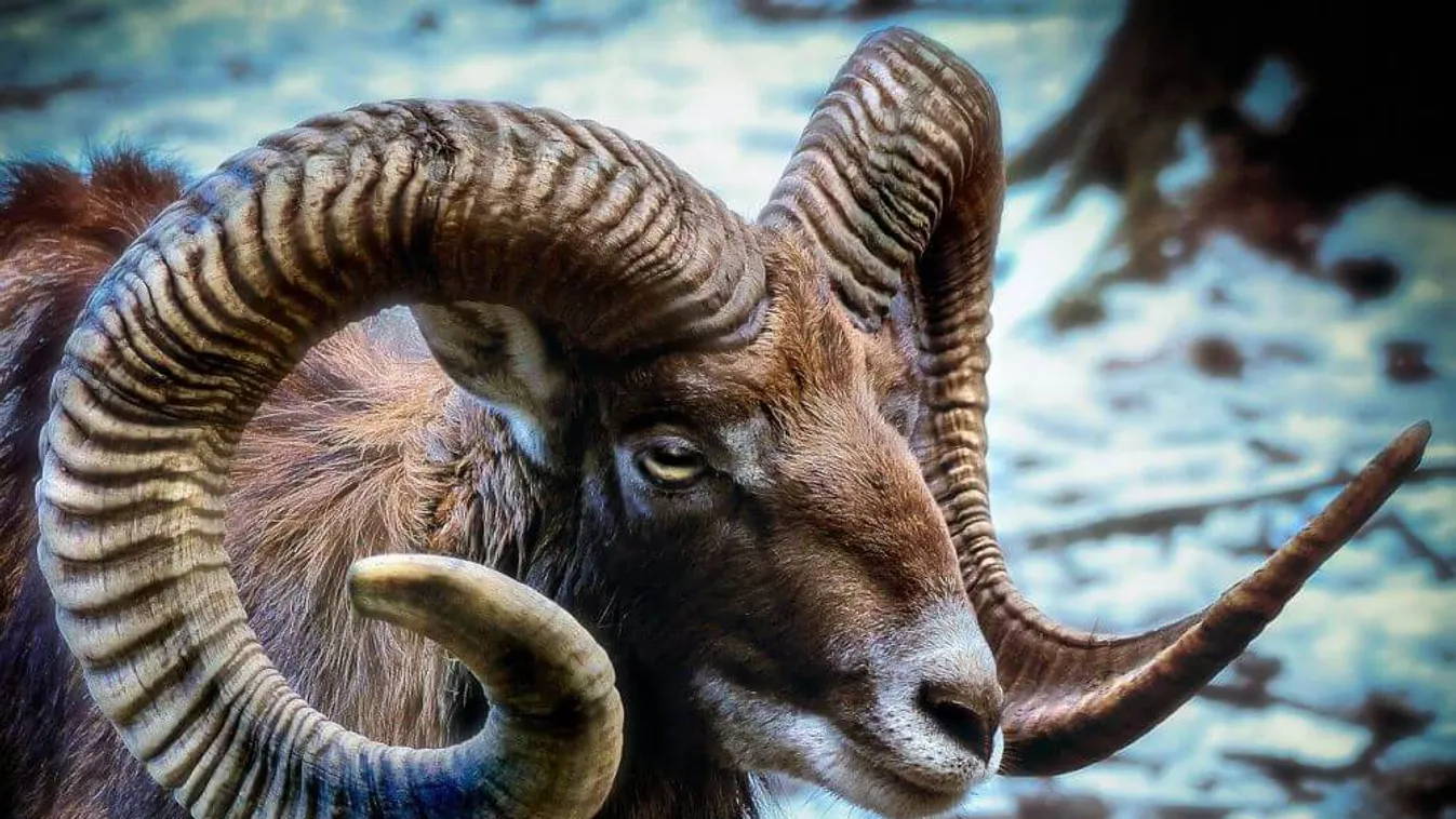 Horoszkópod elárulja, mi a lélekállatod