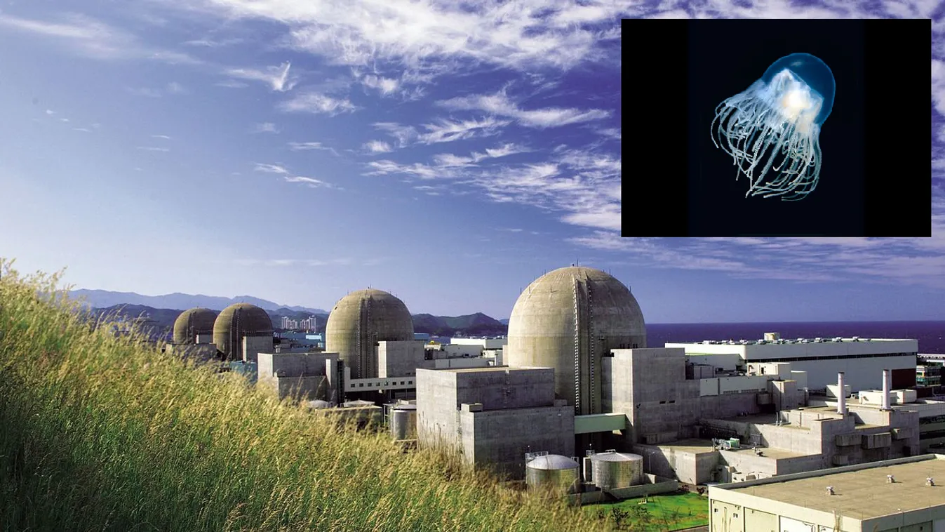 Rendkívüli helyzet az atomerőműnél: két blokkot is le kellett állítani a bizarr jelenség miatt Dél-Koreában