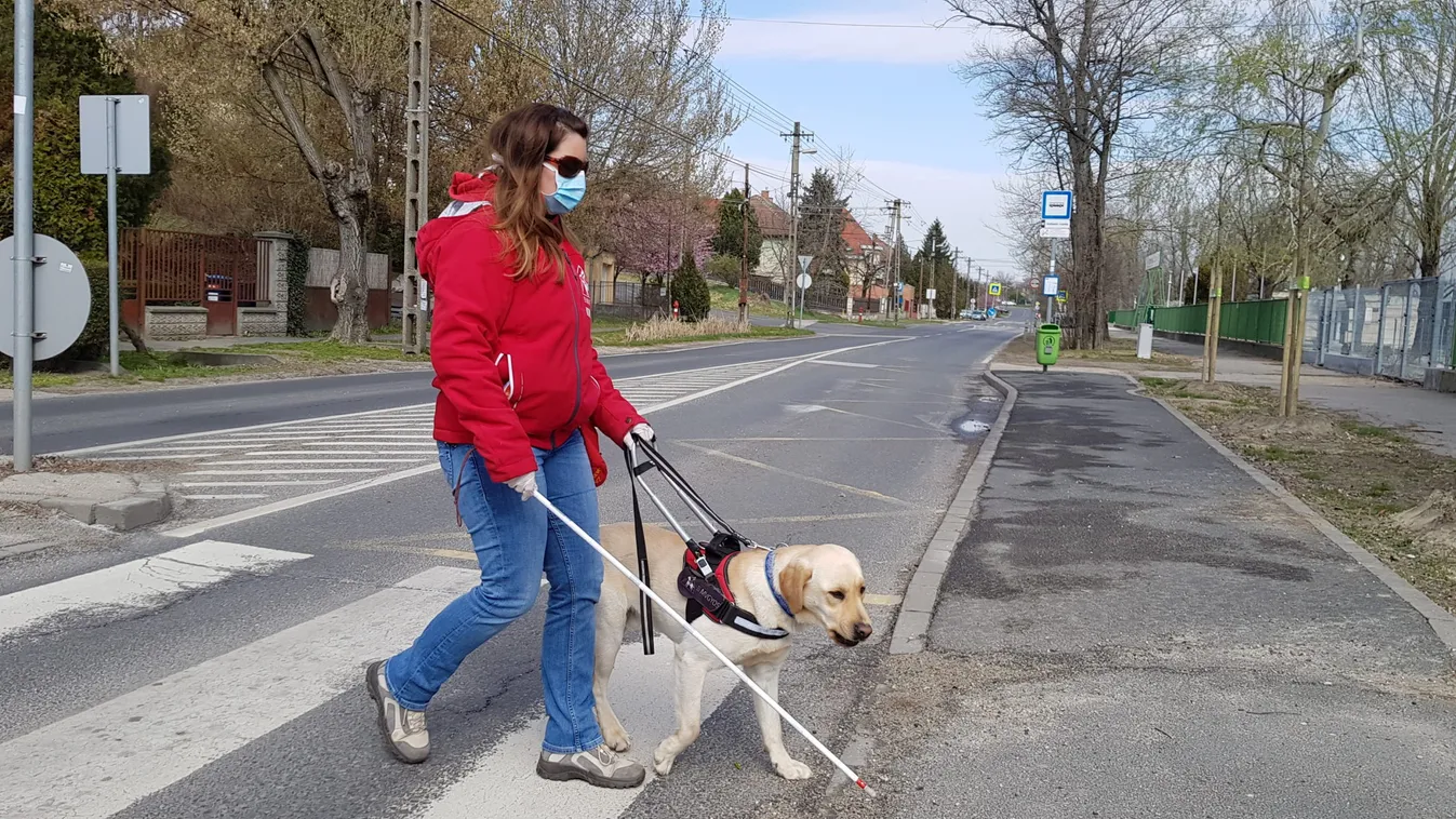 Bentlakásos tanfolyamon tanítják, hogyan kell bánni a vakvezető kutyával