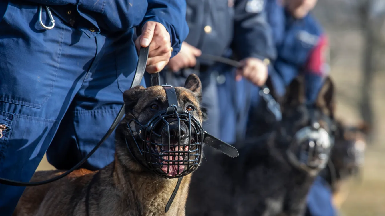Az ösztön a fegyverük: brutális képzést kapnak a magyar rendőrkutyák