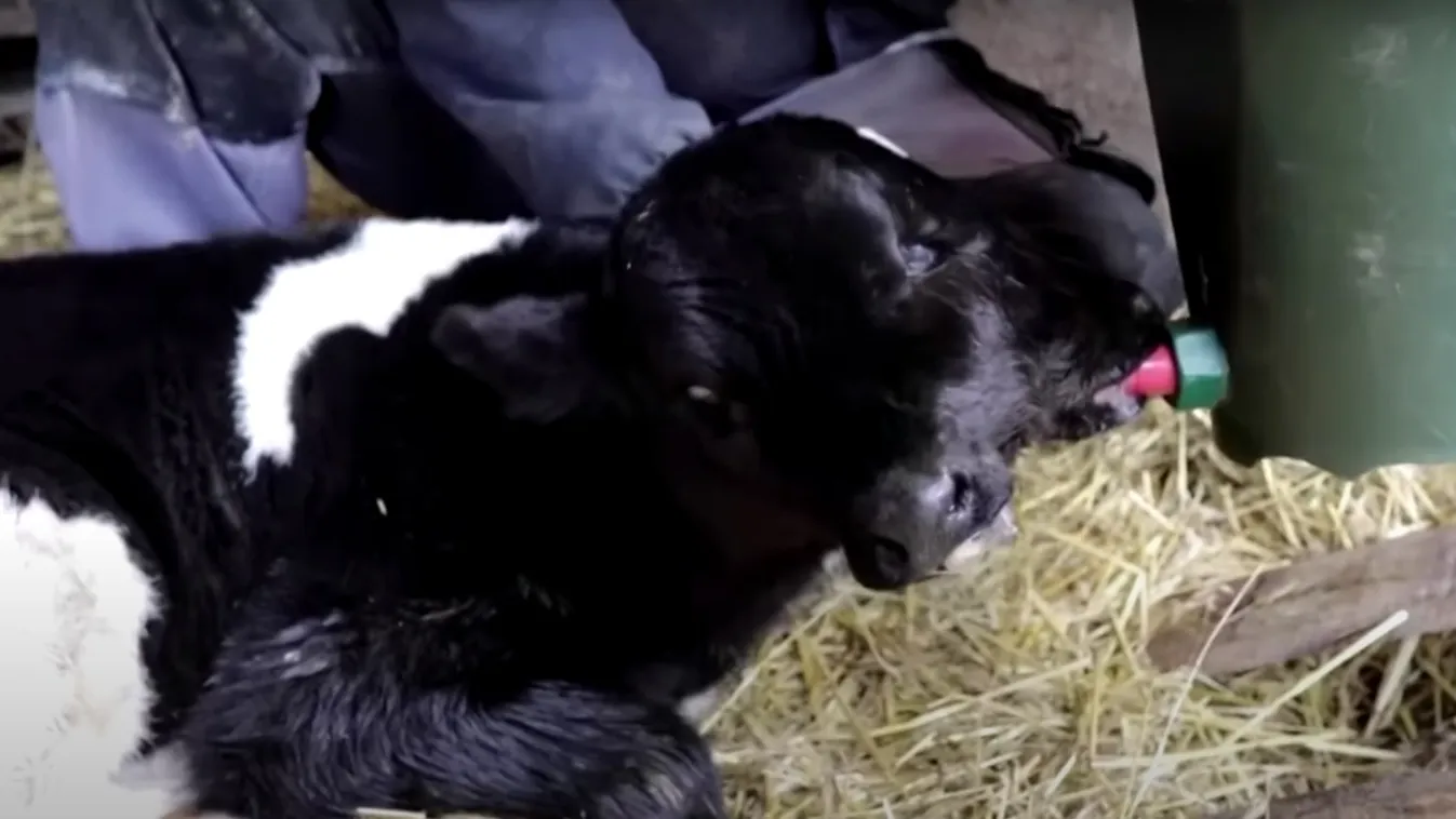 Sokkot kapott a gazda, miután meglátta milyen szörnyet ellett a tehene