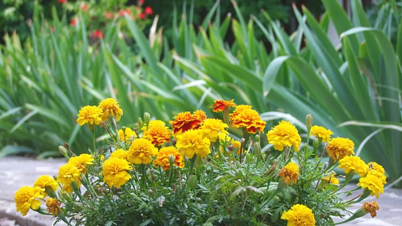 Ez az igénytelen virág megmenti a kertedet, minél előbb ültesd el