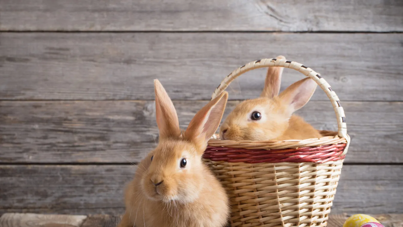 Mi köze a nyúlnak a húsvéthoz, és miért tojik tojást?