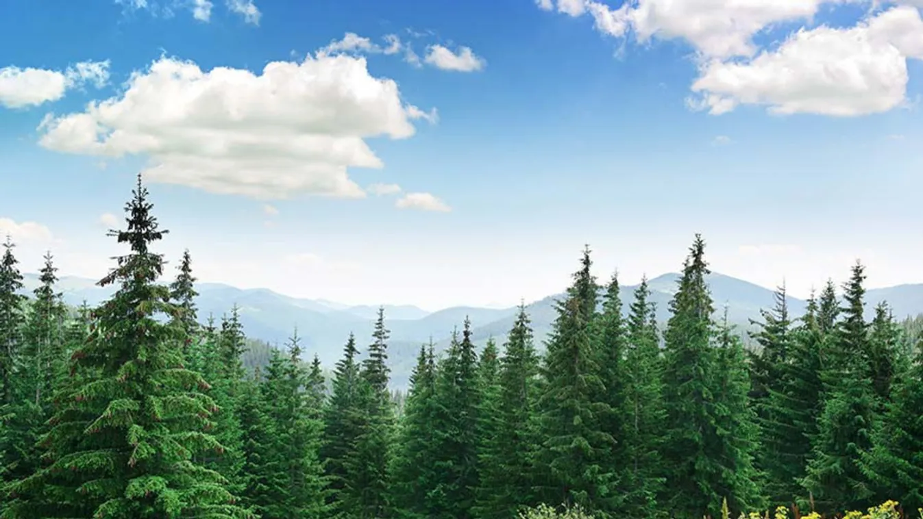 Nem vicc: Amerikában épp arról megy a vita, hogy rasszisták-e a fenyőfák