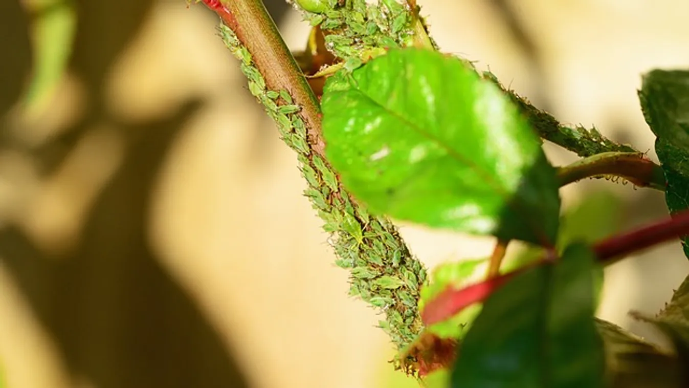 Ezzel a hatékony módszerrel tényleg megszabadulhatsz a levéltetvektől