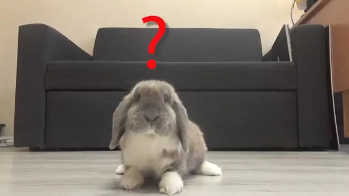 Cuki videóval üzentek a magyar tűzoltók: „Húsvétkor is vigyázzunk egymásra!”