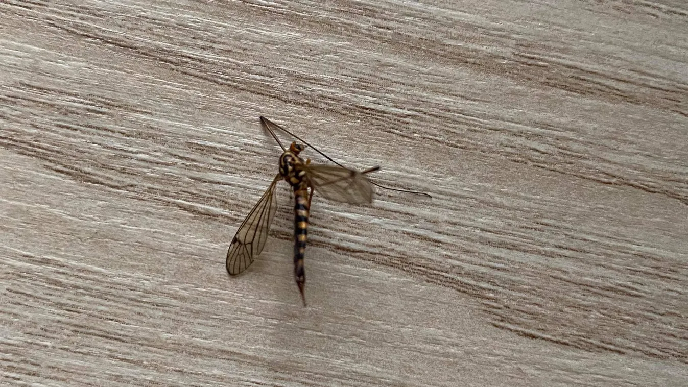 Indul a szúnyogszezon, nem akármilyen dögöt fotózott a Ripost