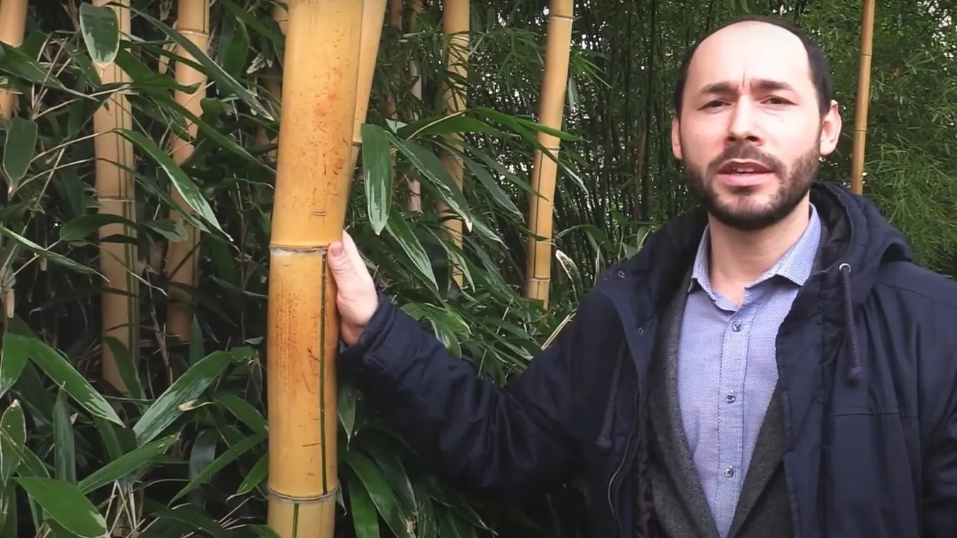 18 méteres bambuszt rejt a főváros legendás kertje