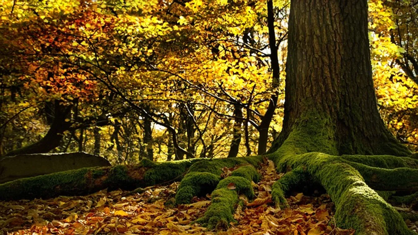 Csodafa a Bükkben: senki nem hiszi el, hogy létezik, pedig itt a fotó, mutatjuk