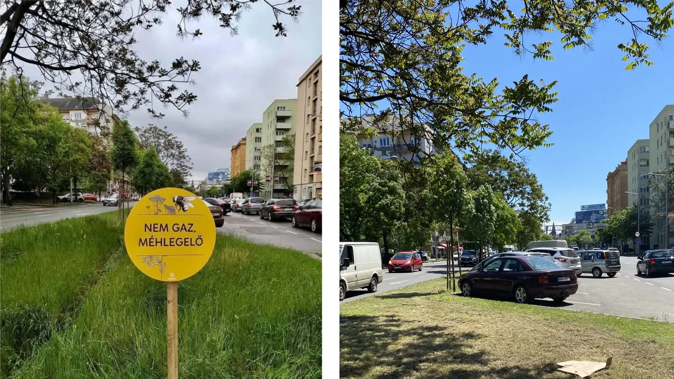 Kipukkkadt az újabb Karácsony-lufi, egy hét után eltüntették a rovarok „élőhelyét”