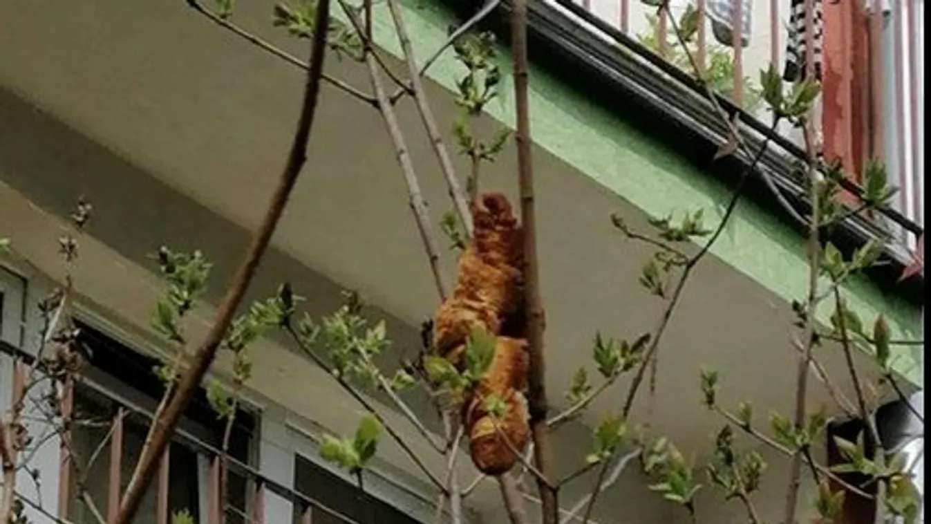 Végre befogták a titokzatos szörnyet, kiderült, hogy csak egy croissant volt az - Fotó