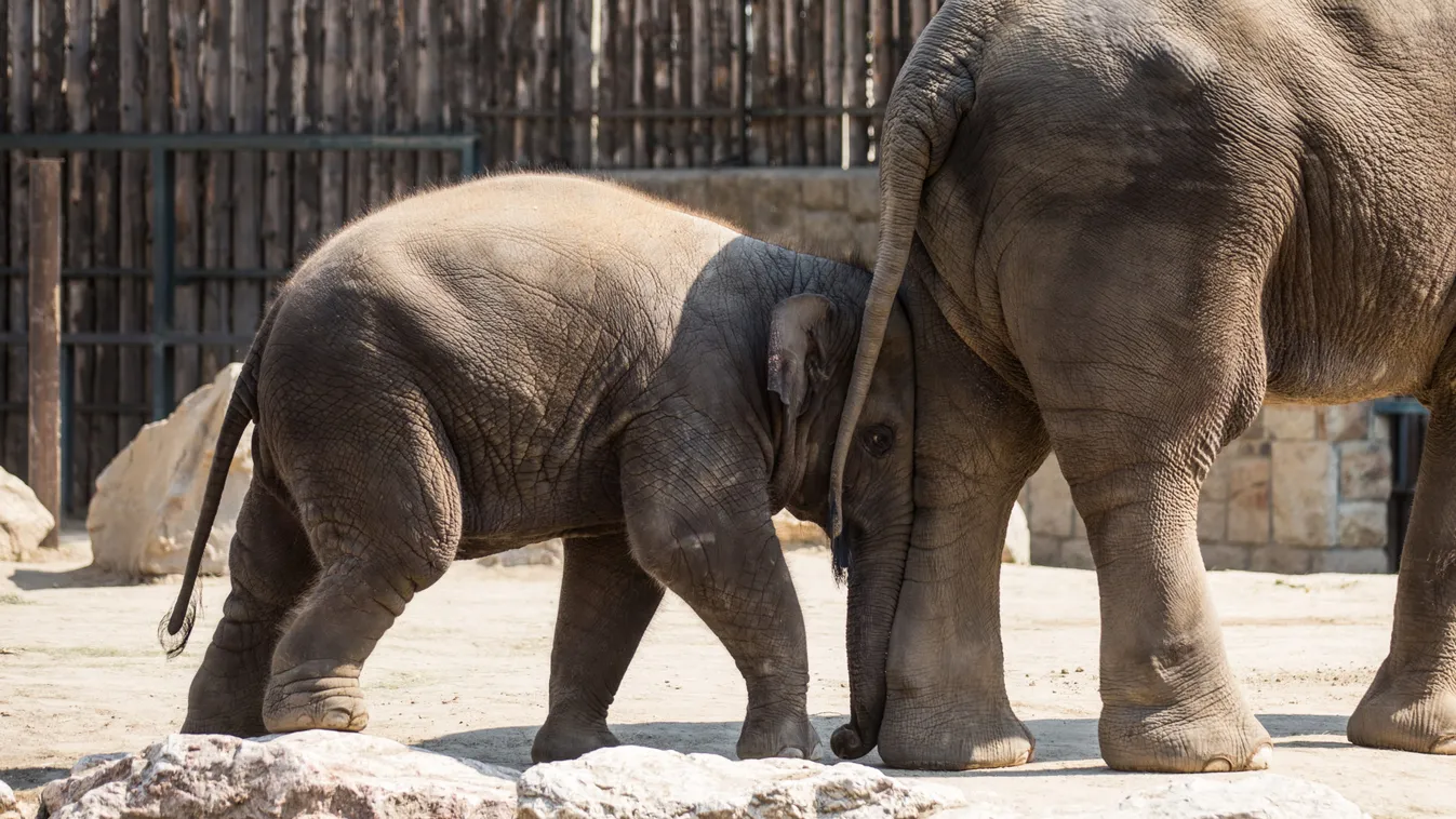 Kinyitott az Állatkert: Így látogathatod meg az elefántokat