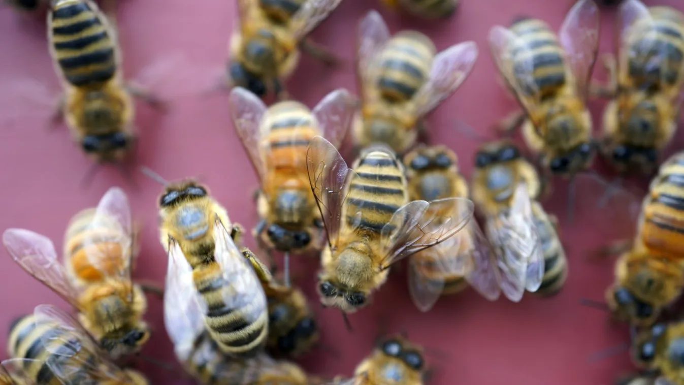 A méhek képesek kiszagolni a koronavírust, fontos feladatot kaphatnak a járványkezelésben