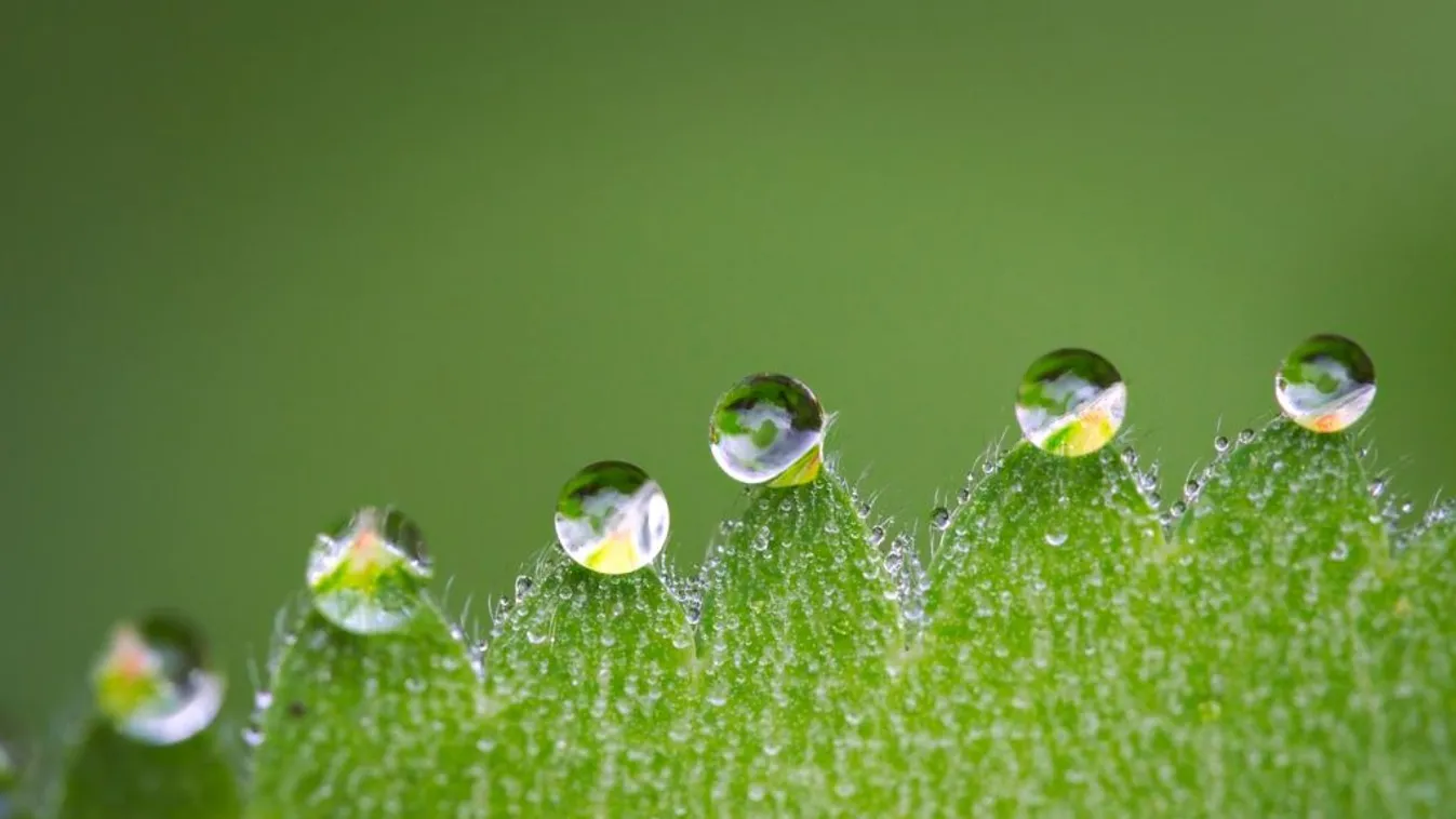 Gyűjteni vagy nem gyűjteni? Hasznos-e az esővíz a kertben?