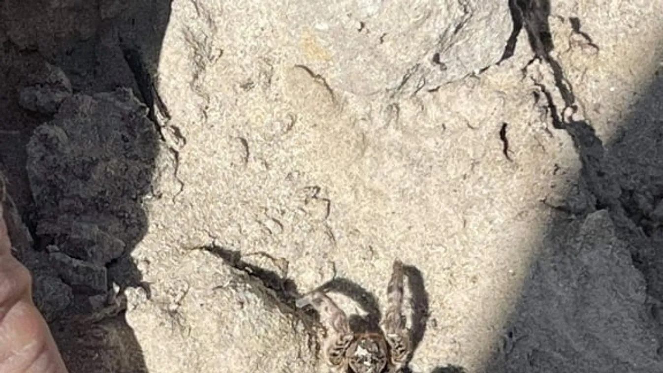 Rettegnek a szegediek: óriáspókok lepték el az otthonokat