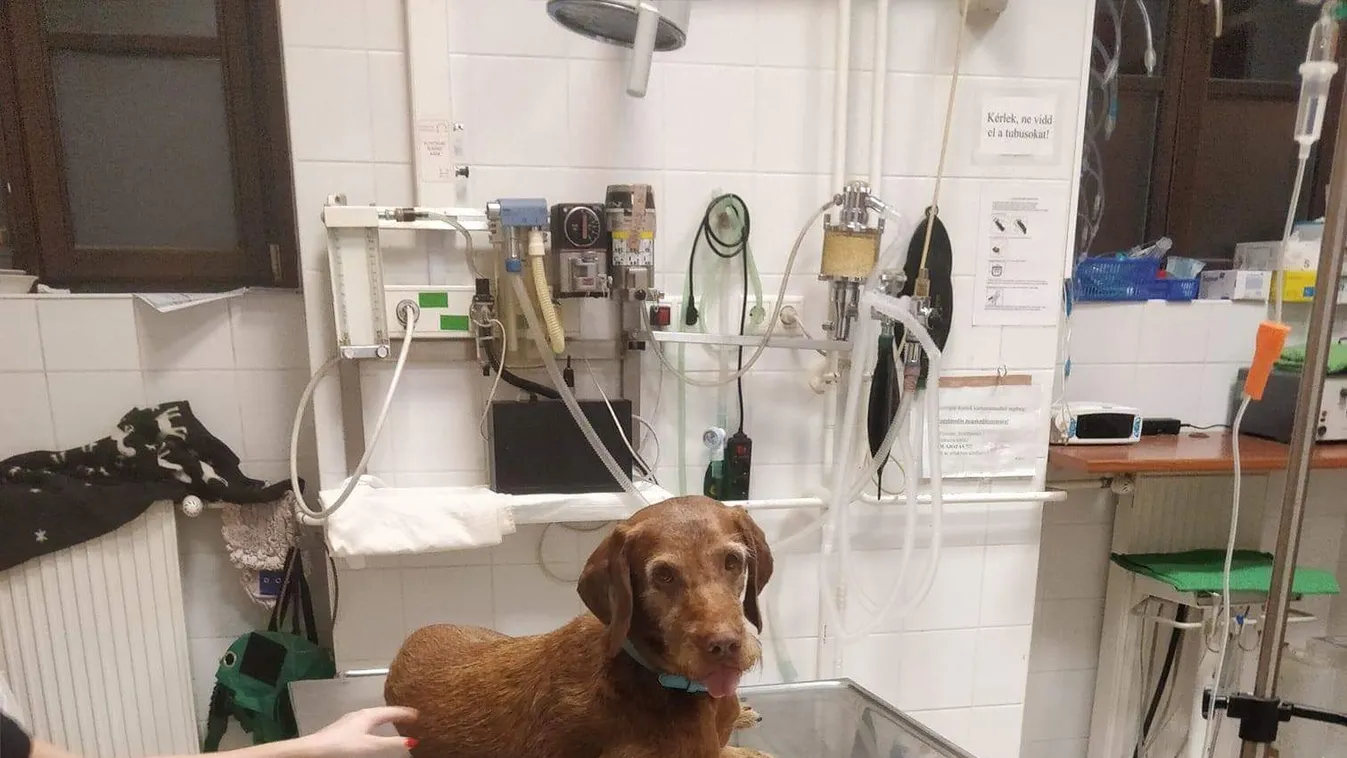 Elkezdődött a háziállatok oltása Covid-19 ellen