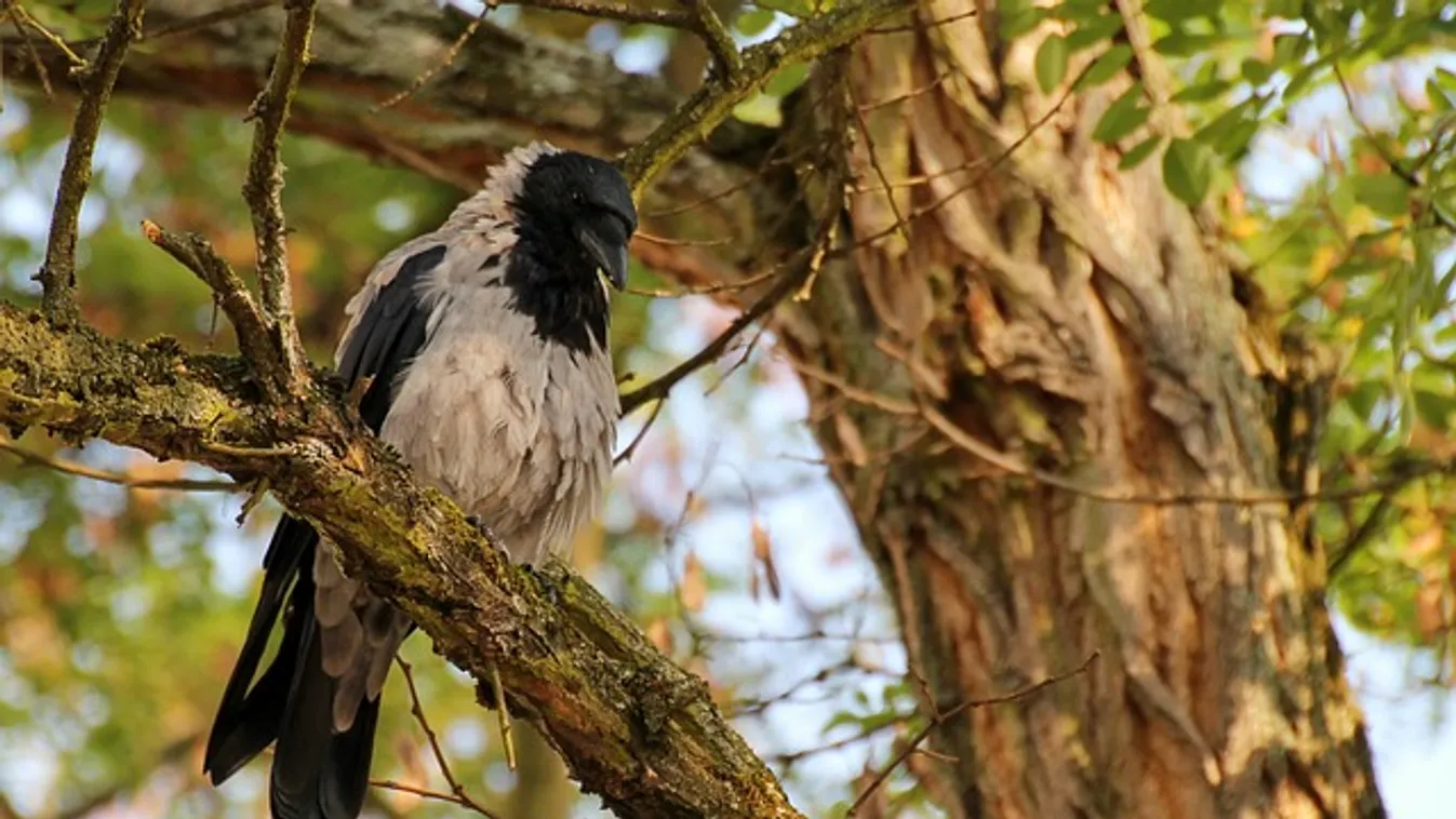 Hitchcocki horror Budán: veszélyes varjak tartják rettegésben a lakókat?