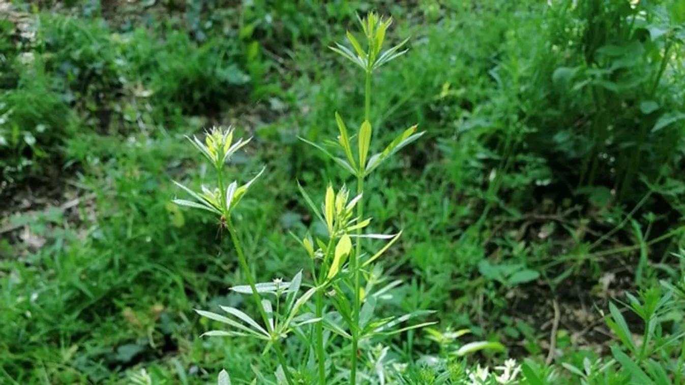 Ne hagyd az erdőszélen a ragadós galajt! Eszméletlen, mennyi mindenre használhatod