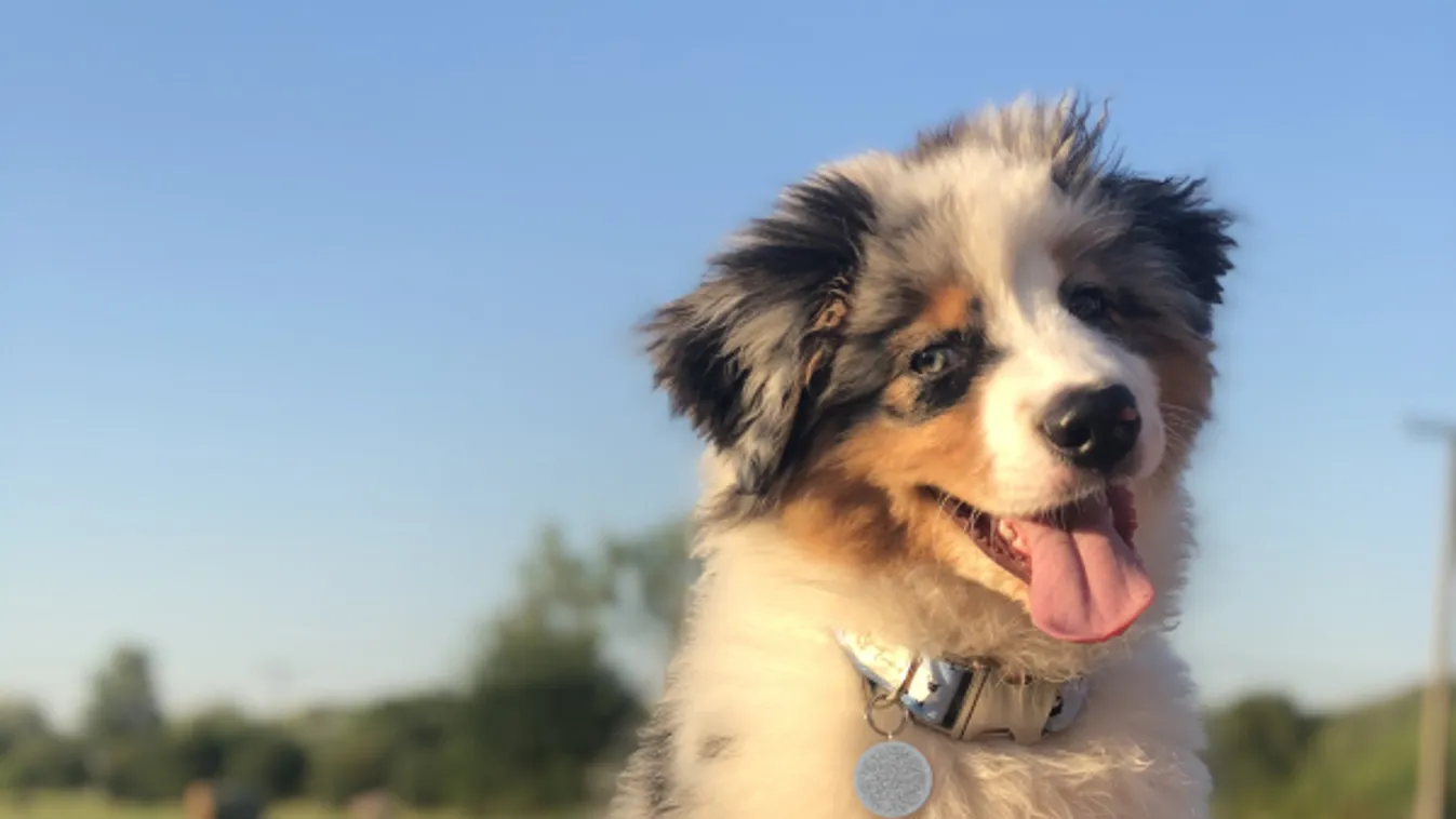 Óvjuk kedvencünket a kánikulában: így előzhetjük meg a bajt