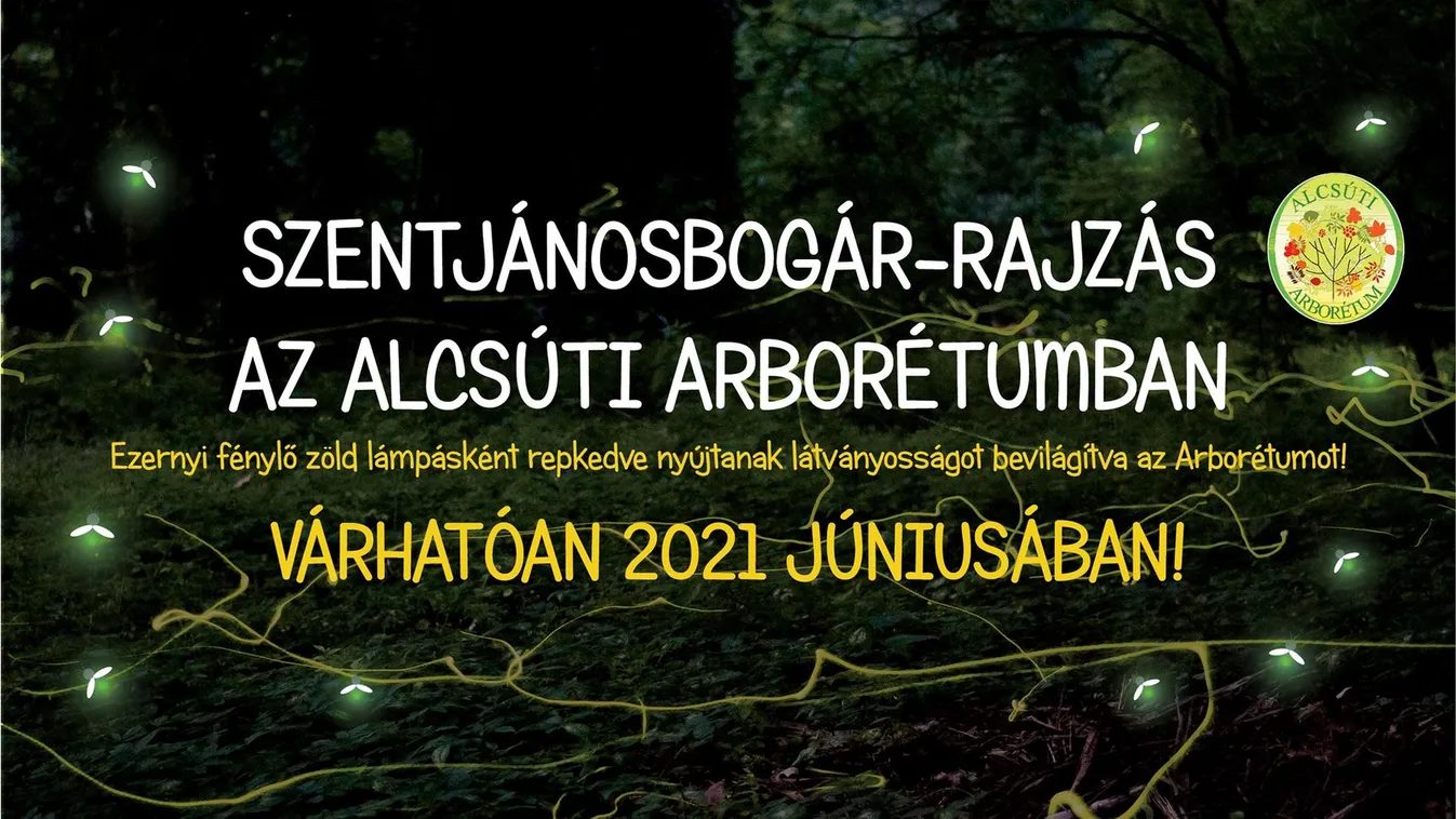 Táncoló mécsbogarak az Alcsúti Arborétumban