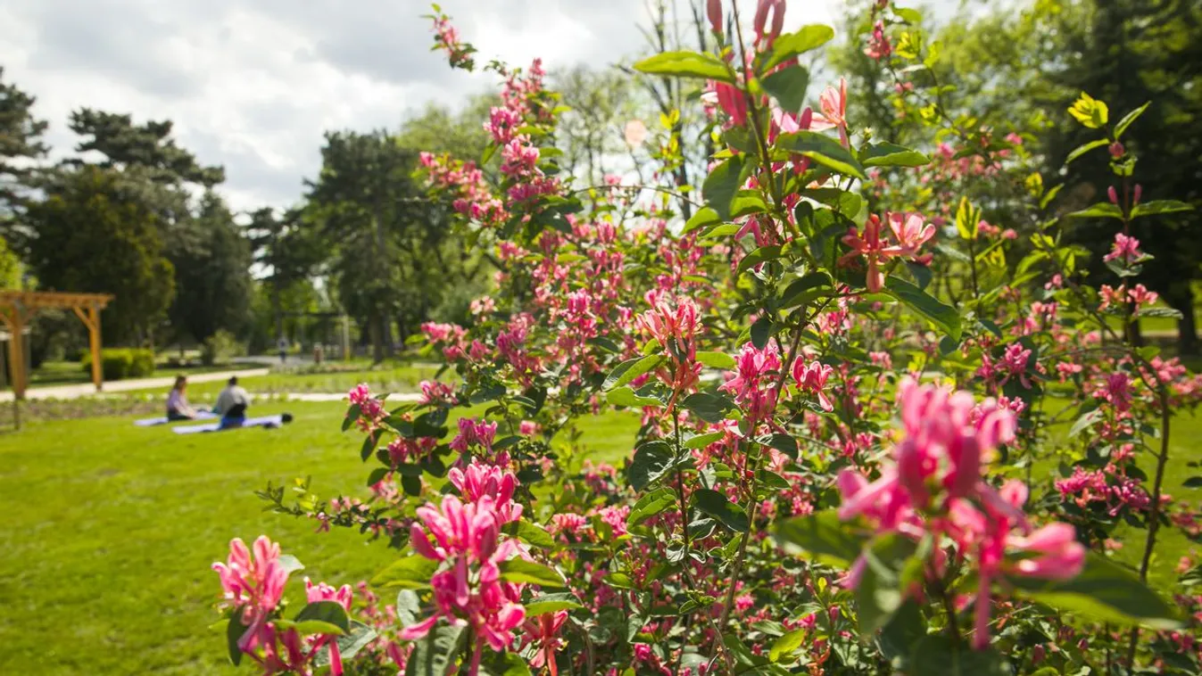 Jó hírt kaptunk: átadták a Madárbarátok Tanösvényét a Városligetben