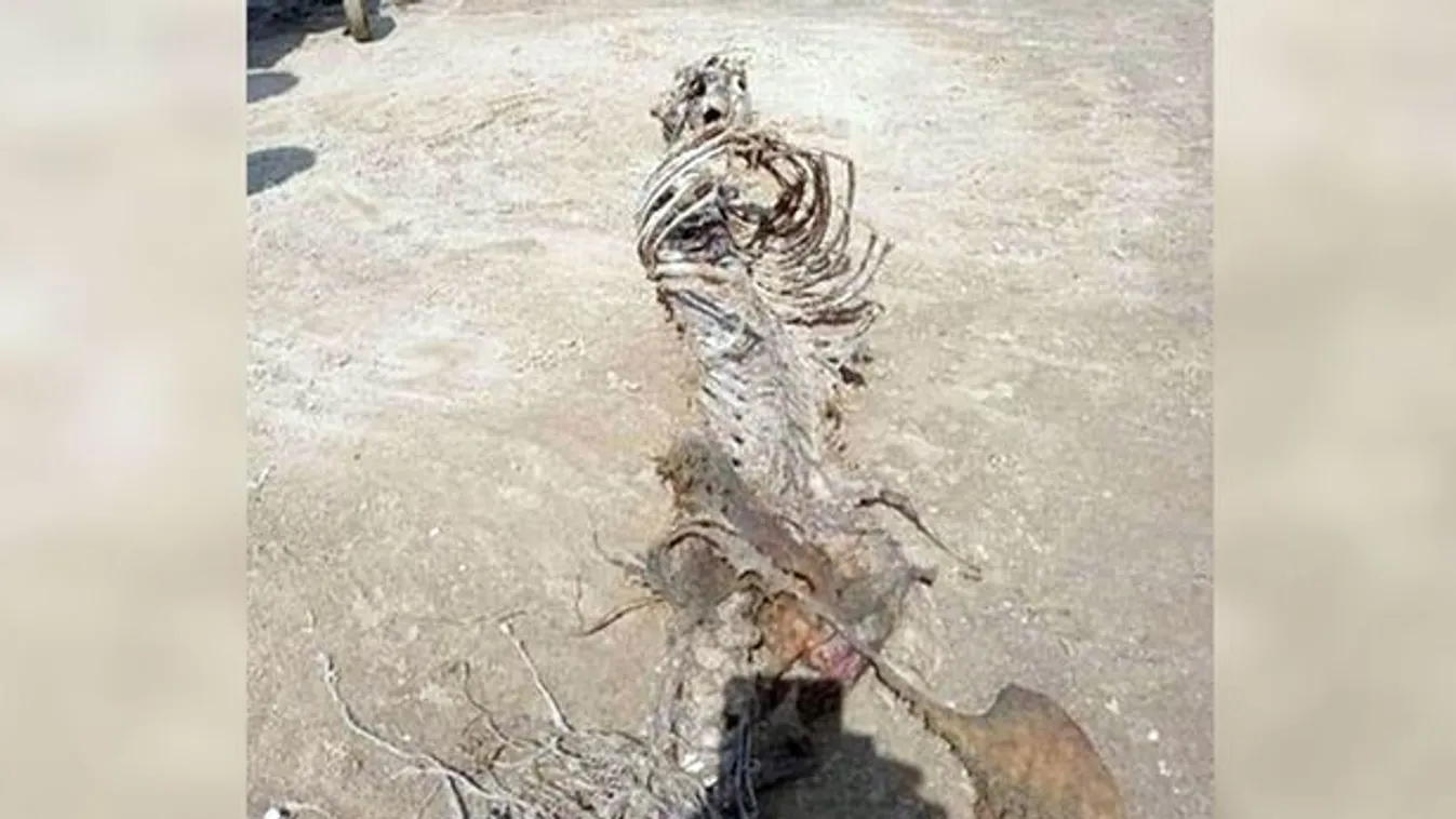 Rejtélyes csontvázat mosott partra az ár, sokkot kapott az anyuka - Fotó