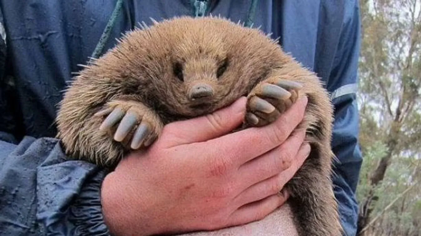 A tudósokat is megdöbbentette a világ legfurcsább péniszű állata - Fotó